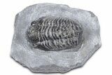 Bargain, Detailed Gerastos Trilobite Fossil - Morocco #363939-3